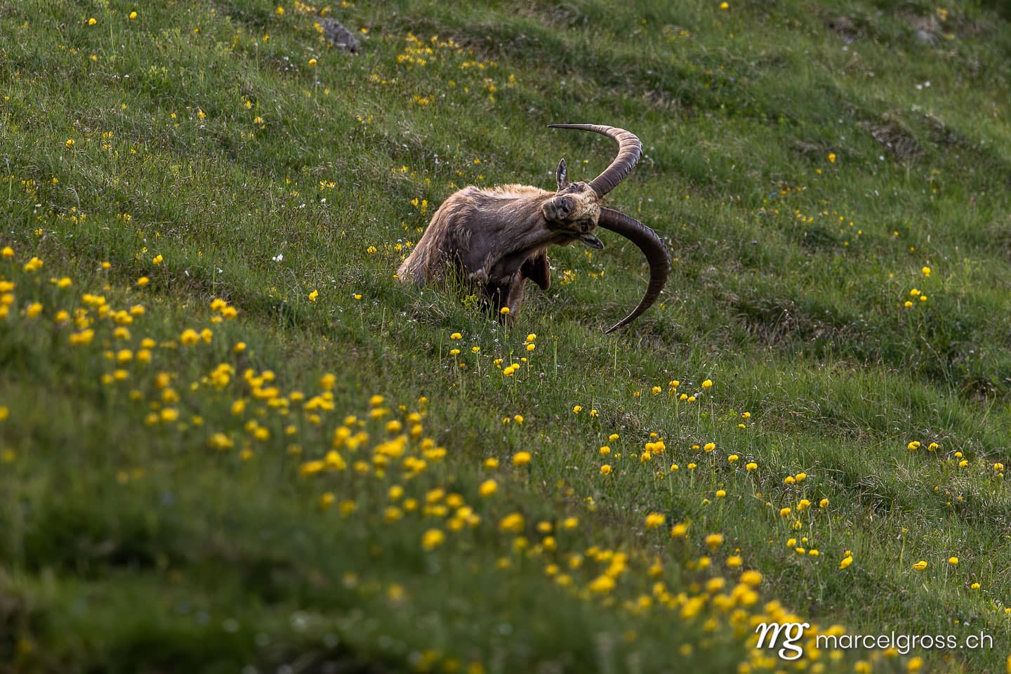 Steinbock Bilder. . Marcel Gross Photography