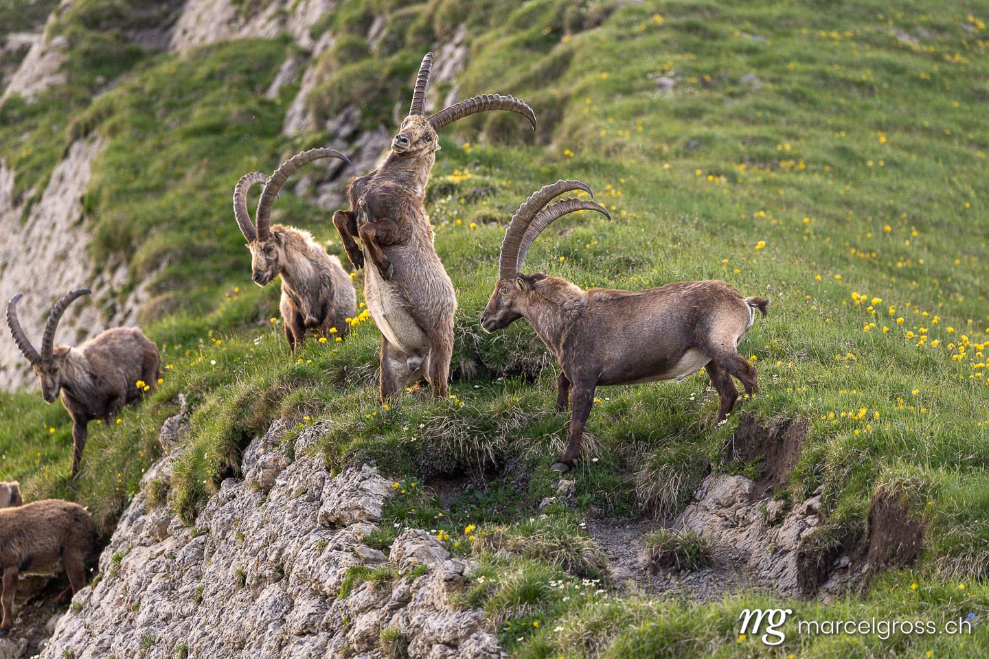 Steinbock Bilder. . Marcel Gross Photography