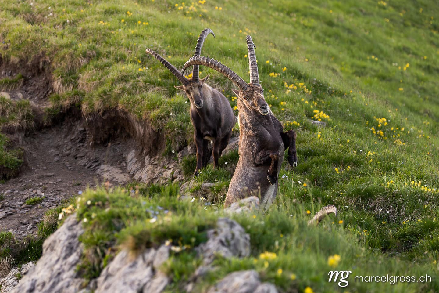 Steinbock Bilder. . Marcel Gross Photography