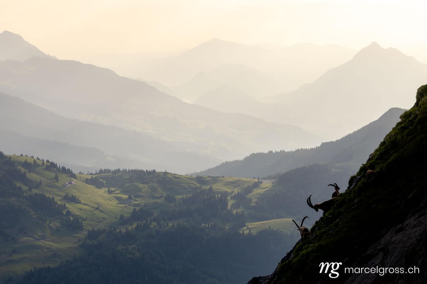 Steinbock Bilder. . Marcel Gross Photography