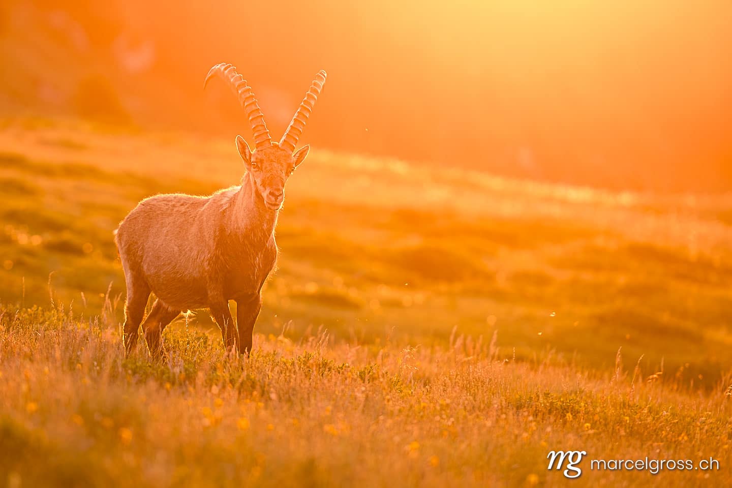Steinbock Bilder. orange. Marcel Gross Photography