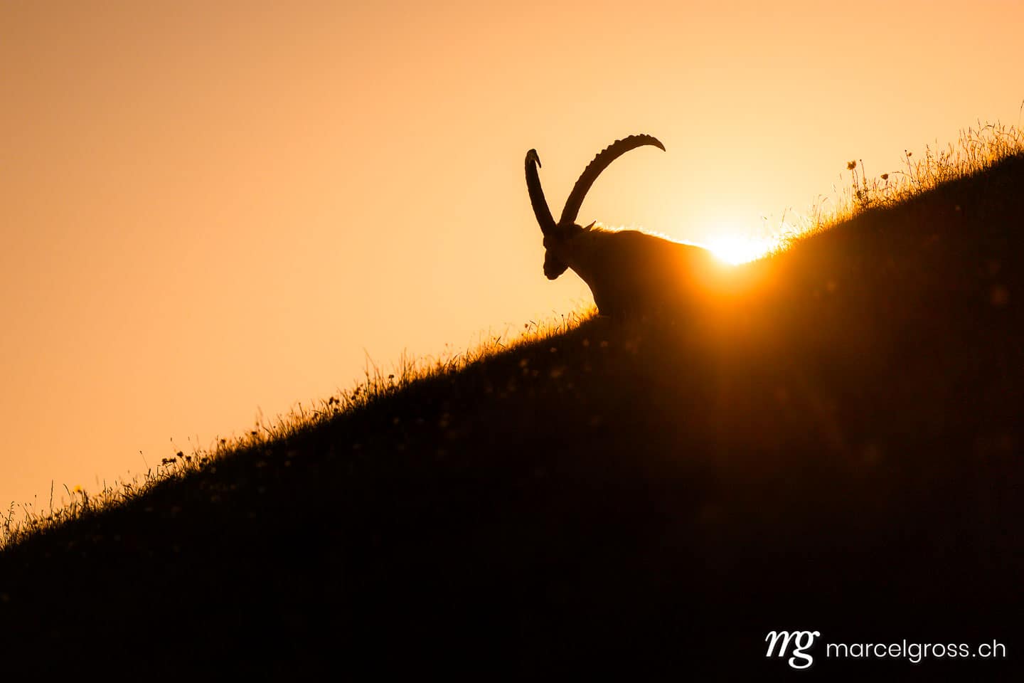 Steinbock Bilder. Steinbock im Gegenlicht im Berner Oberland. Marcel Gross Photography