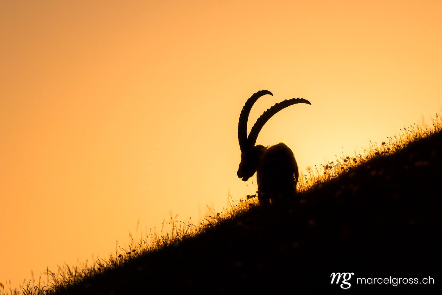 Steinbock Bilder. Steinbock im Gegenlicht im Berner Oberland. Marcel Gross Photography