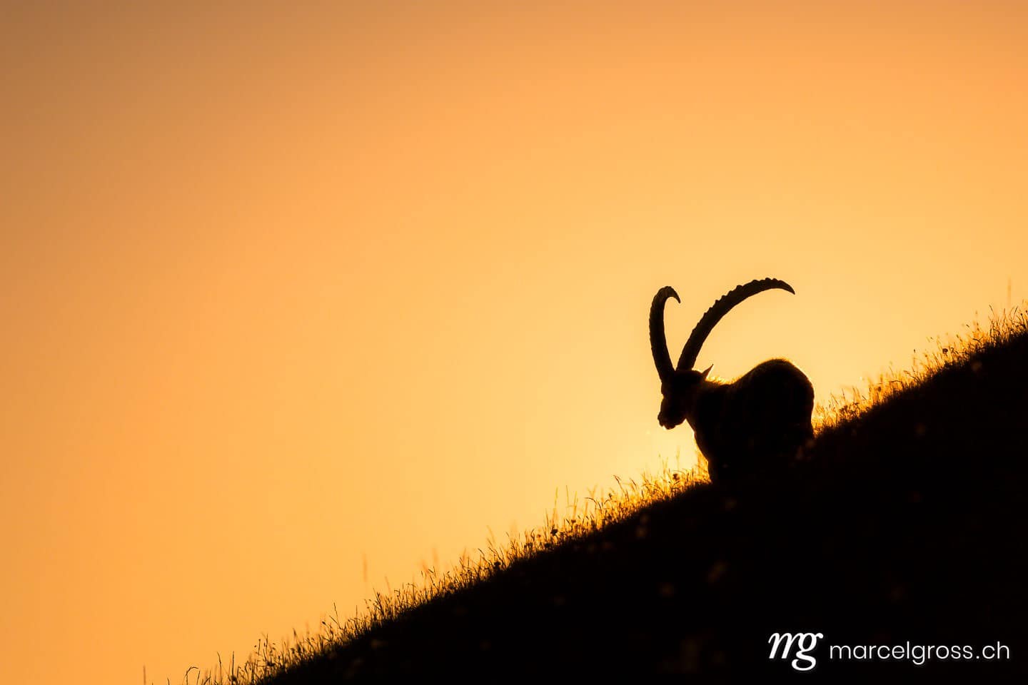 Steinbock Bilder. Steinbock im Gegenlicht im Berner Oberland. Marcel Gross Photography