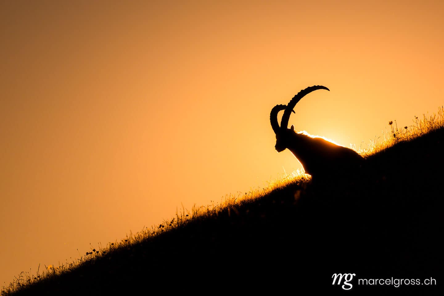 Steinbock Bilder. Steinbock im Gegenlicht im Berner Oberland. Marcel Gross Photography