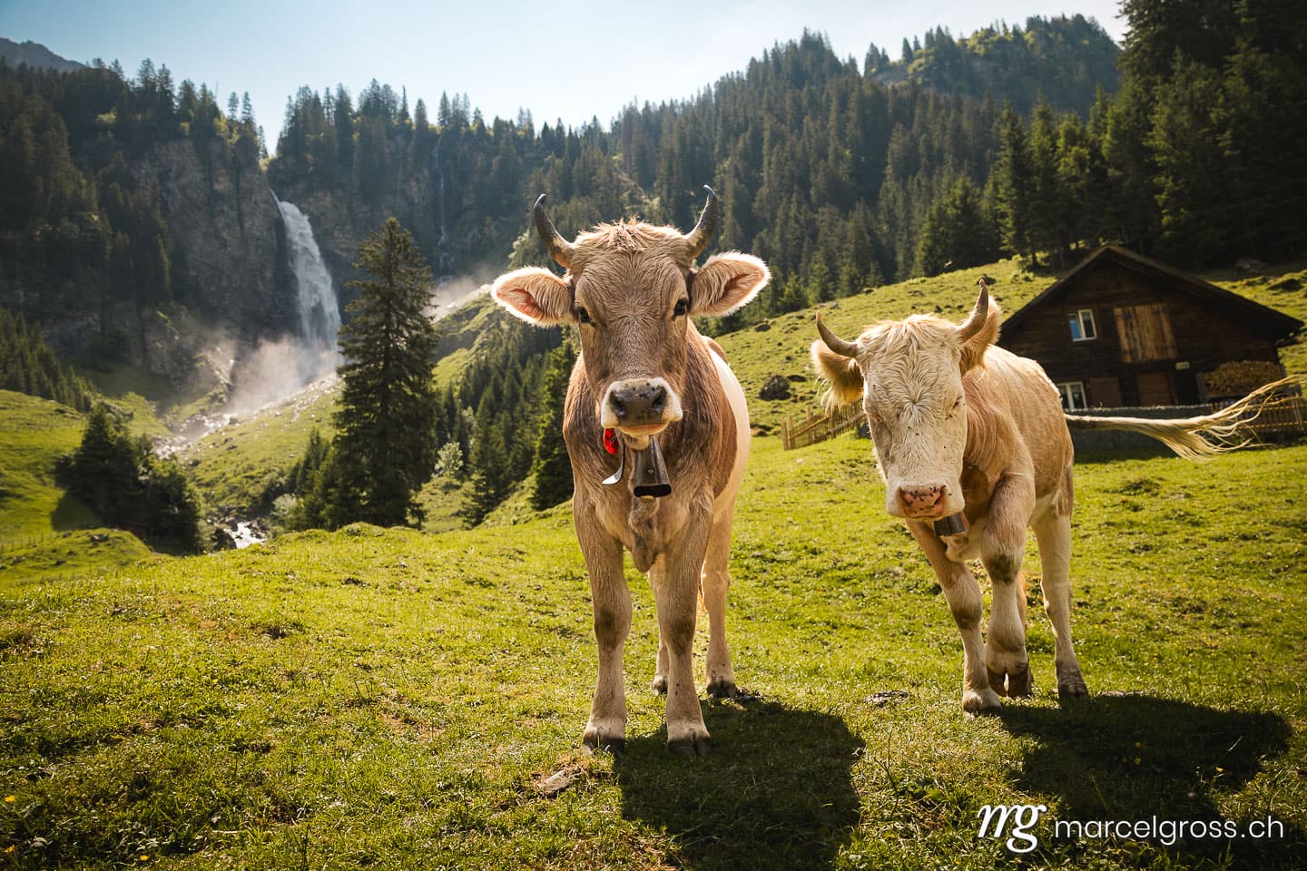 . portrait of a swiss cow on a alpine meadow in front of a waterfall. Marcel Gross Photography