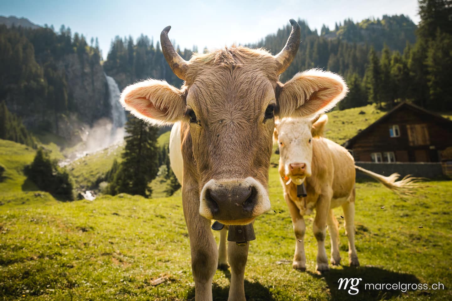 . portrait of a swiss cow on a alpine meadow in front of a waterfall. Marcel Gross Photography