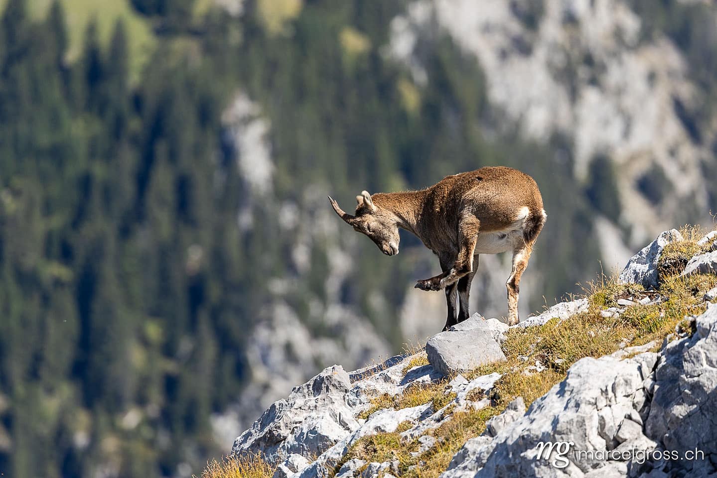 . Capricorn images (c) Marcel Gross Photography