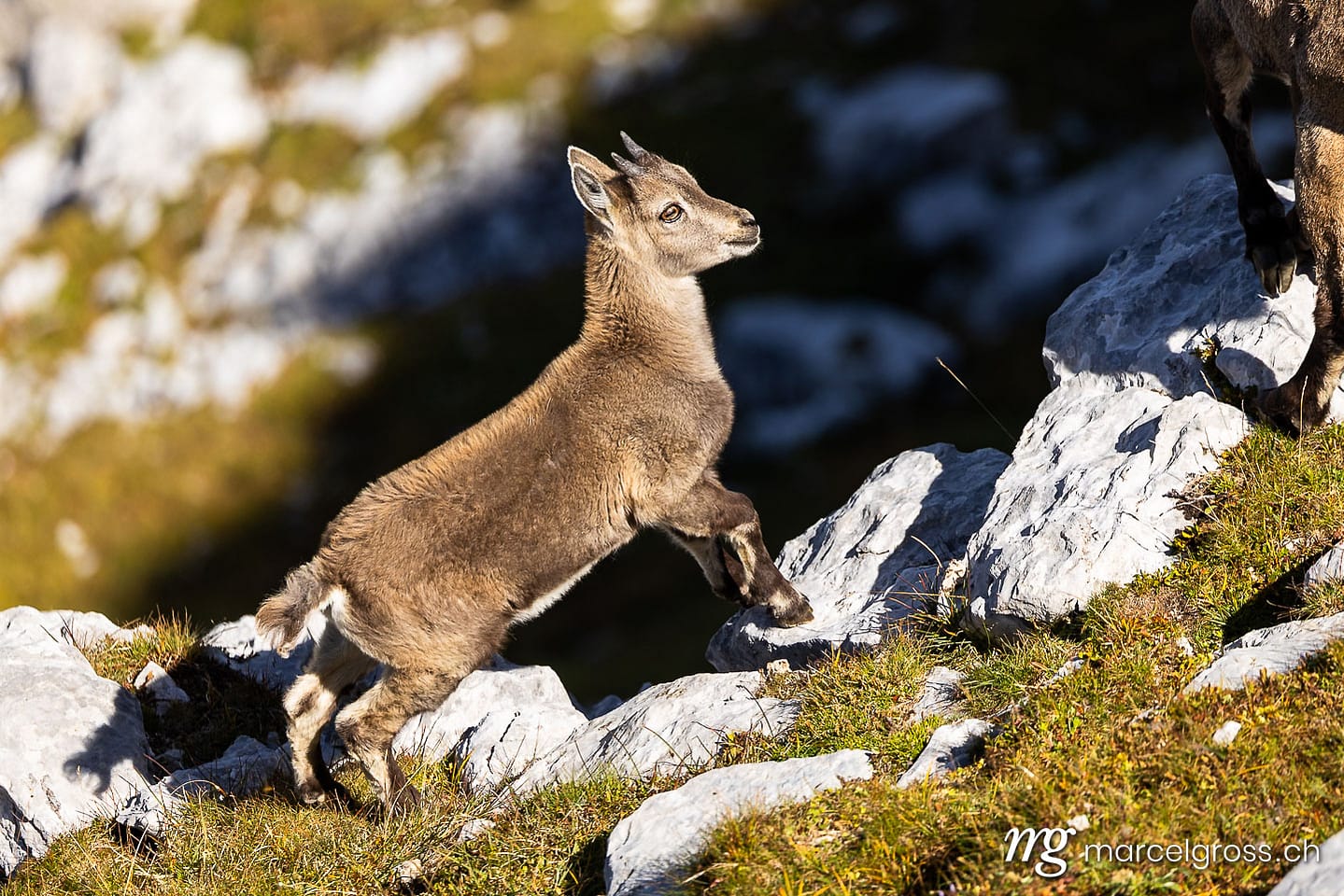 . Capricorn images (c) Marcel Gross Photography