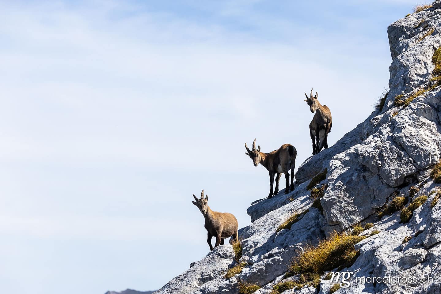 . Capricorn images (c) Marcel Gross Photography