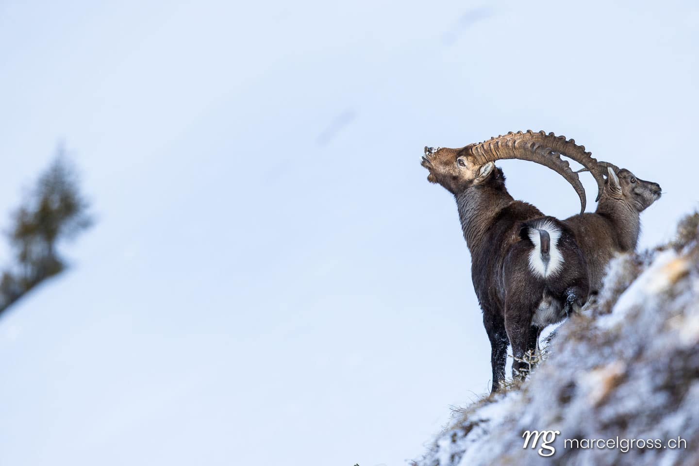 Steinbock Bilder. flehmender Steinbock während der Brunft. Marcel Gross Photography