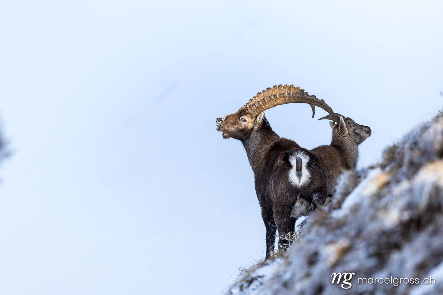 Steinbock Bilder. flehmender Steinbock während der Brunft. Marcel Gross Photography