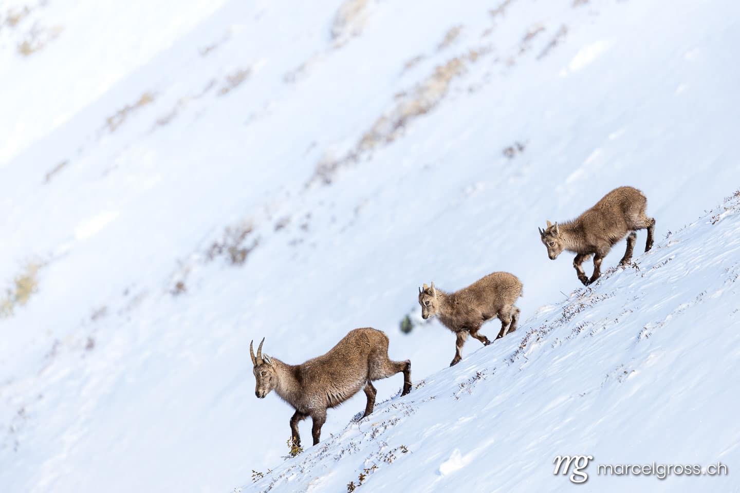 Steinbock Bilder. Steinbock-Familie im Winter. Marcel Gross Photography