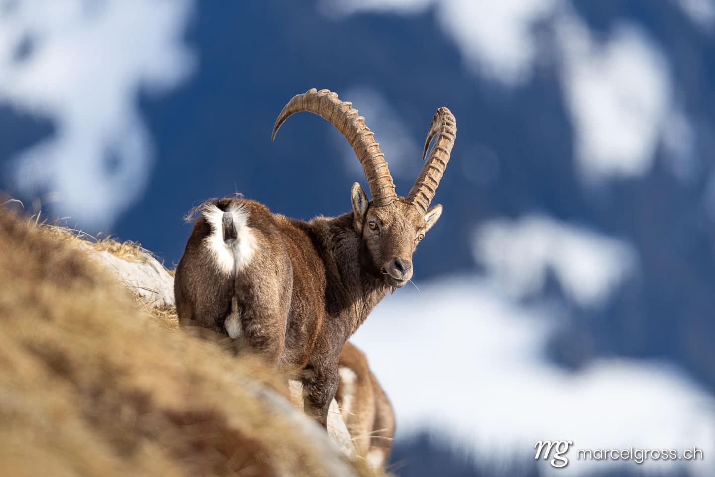 Steinbock Bilder. . Marcel Gross Photography