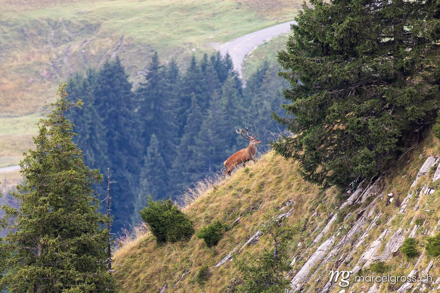 Red deer in the Swiss Alps during the rut. Marcel Gross Photography
