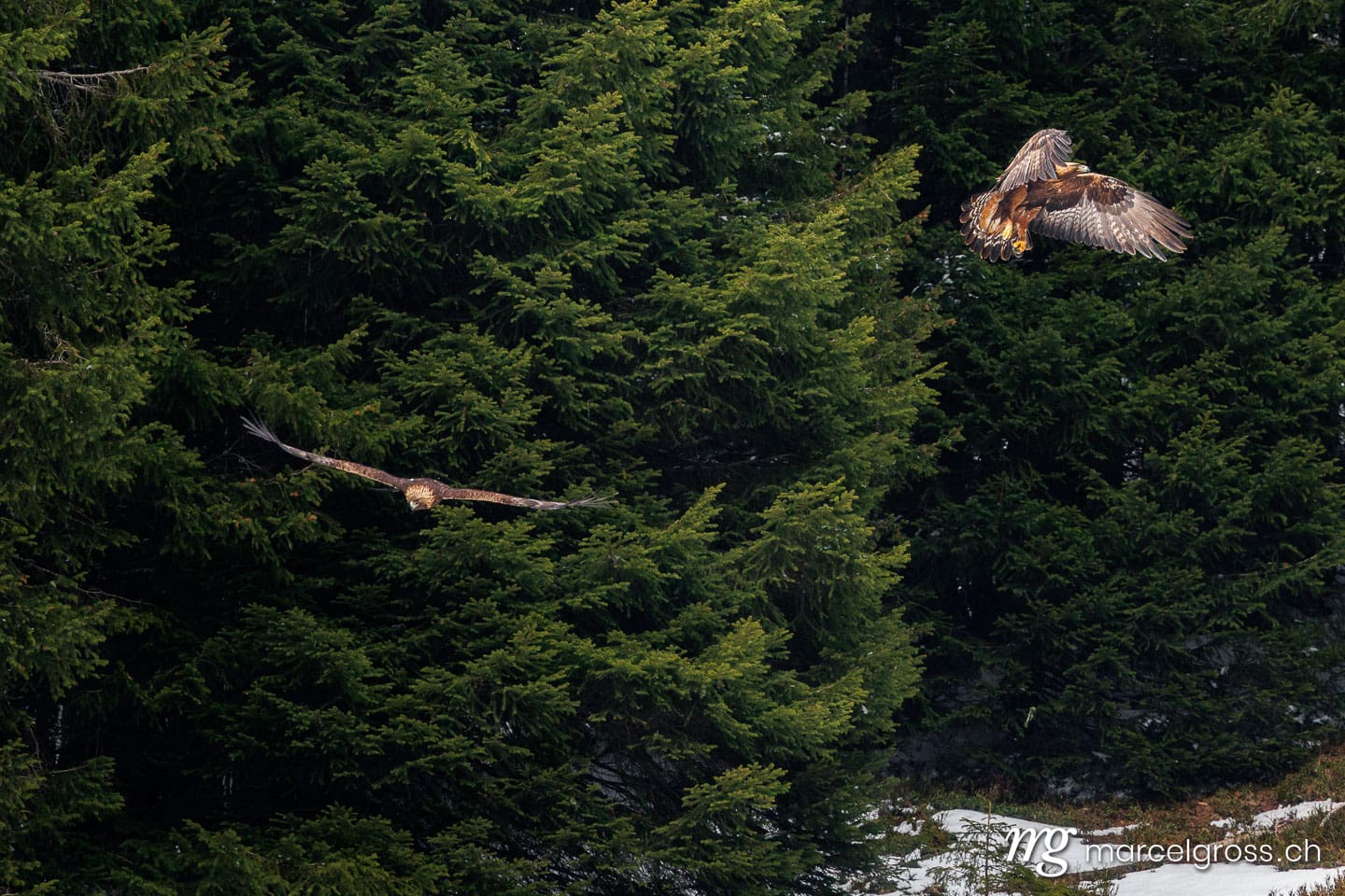 Golden eagles flying over snowy forest in Bernese Oberland, Switzerland. (c) Marcel Gross Photography