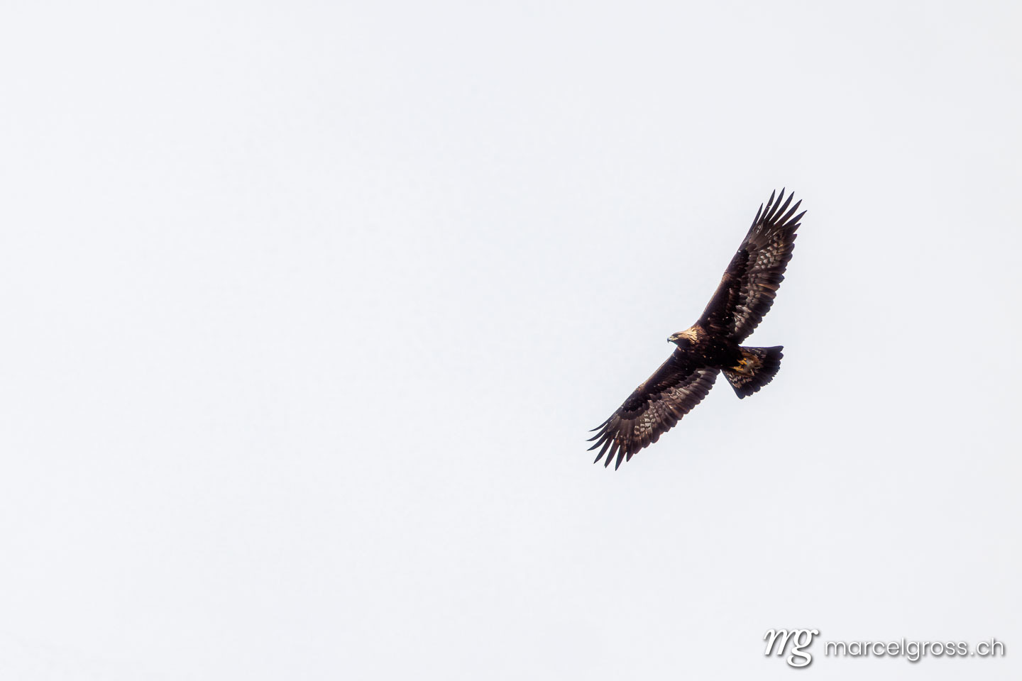 Golden eagle (Aquila chrysaetos) in flight over the Bernese Alps – Golden eagle photos by Marcel Gross
