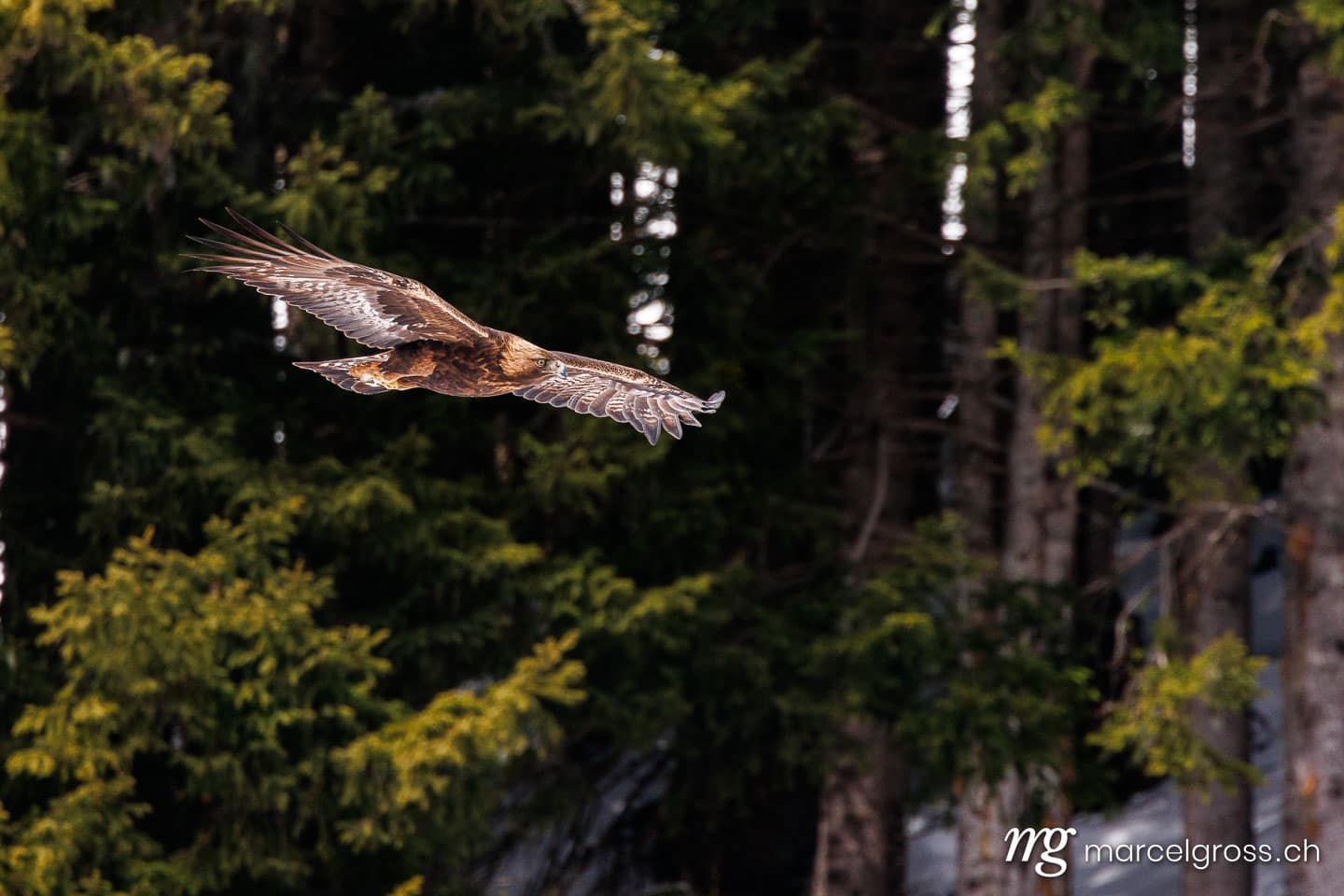 Golden eagle in flight over snowy forest, Bernese Oberland, Switzerland. (c) Marcel Gross Photography