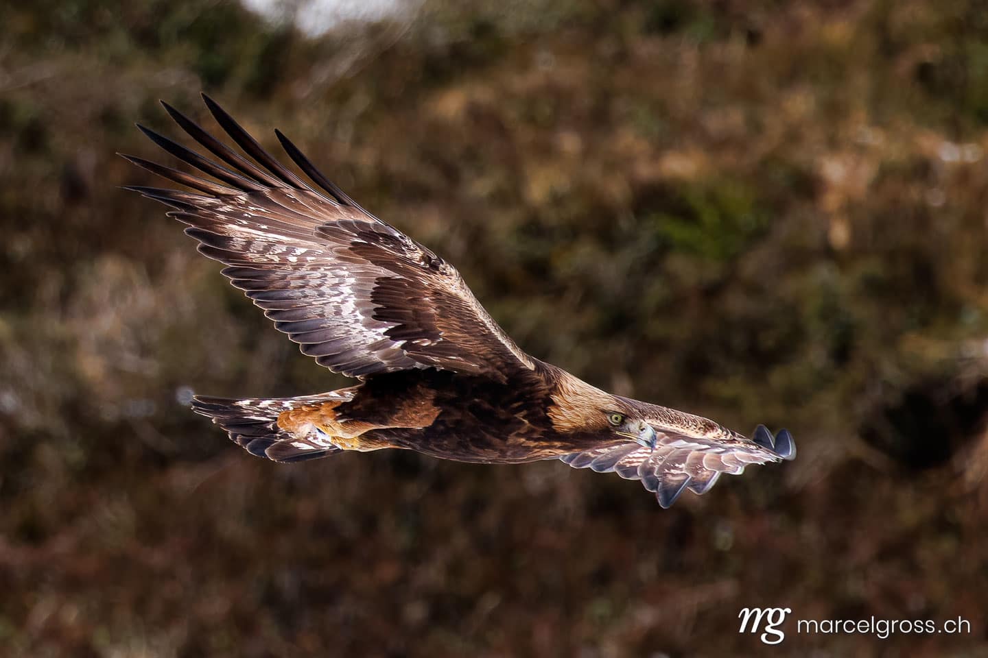 Golden eagle (Aquila chrysaetos) soaring over Bernese Alps, Switzerland in winter. (c) Marcel Gross Photography