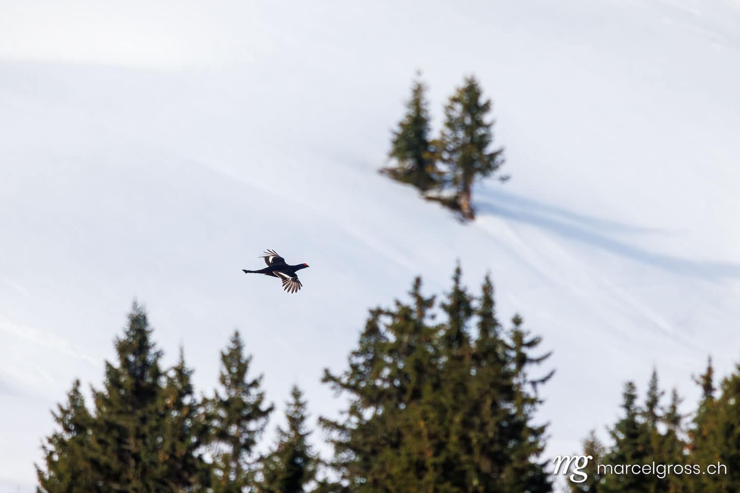 Black Grouse (Lyrurus tetrix) in flight over Snowy Axalp, Bernese Alps, Switzerland. (c) Marcel Gross Photography