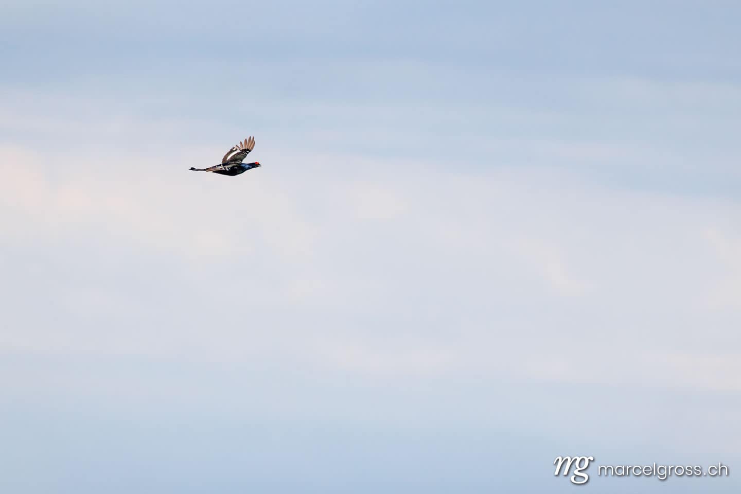 Black Grouse (Lyrurus tetrix) in flight over snowy Bernese Alps, Switzerland. (c) Marcel Gross Photography