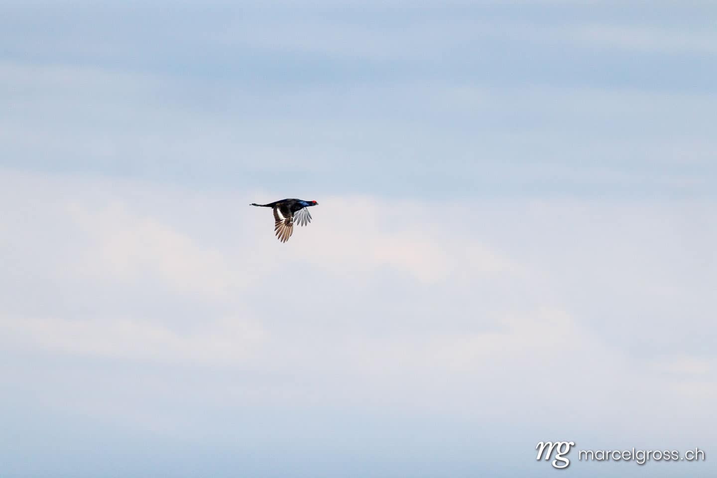 Black Grouse (Lyrurus tetrix) in flight, Bernese Alps, Switzerland. (c) Marcel Gross Photography