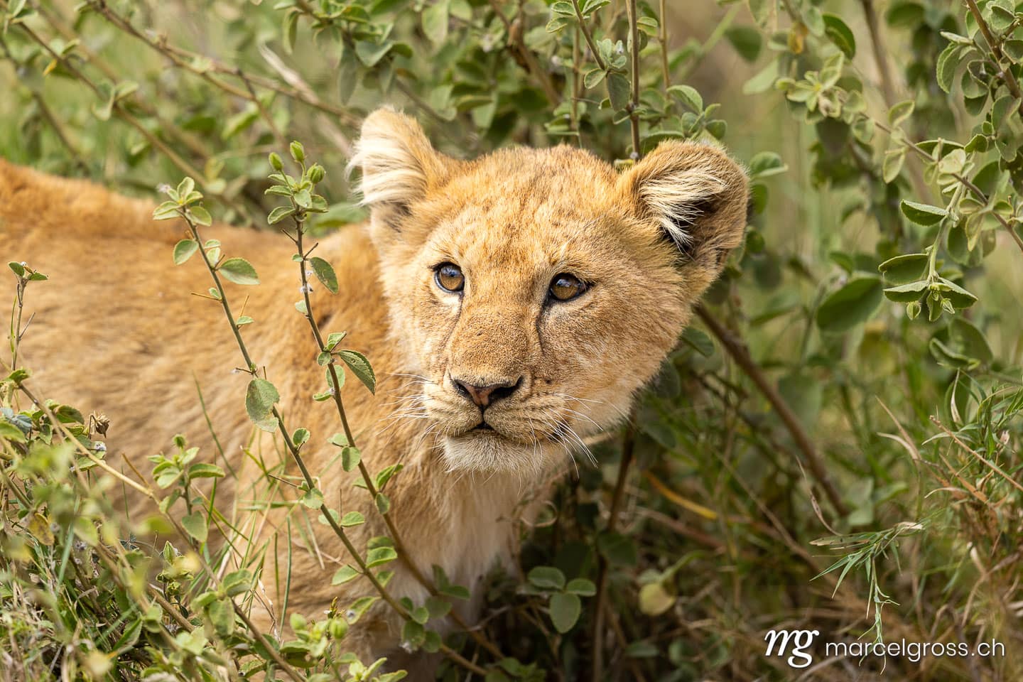 Lion cub (Panthera leo) in Serengeti National Park, Tanzania, Eastern Africa.  (c) Marcel Gross Photography