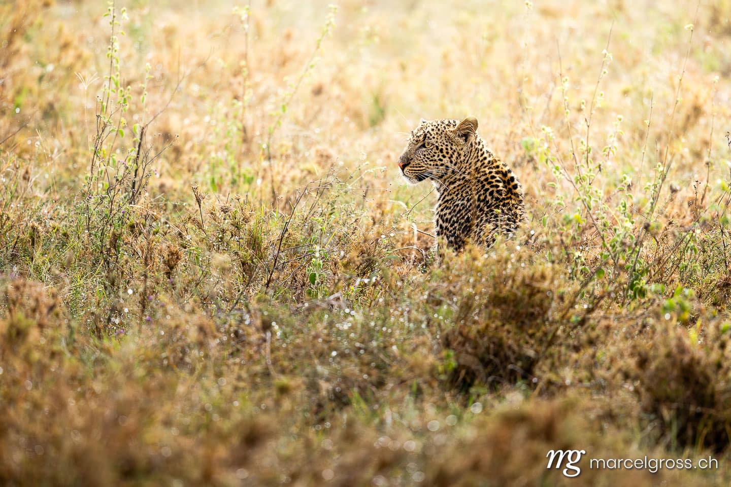 Leopard in tall grass, Serengeti National Park, Tanzania Bilder, Eastern Africa (Panthera pardus). (c) Marcel Gross Photography