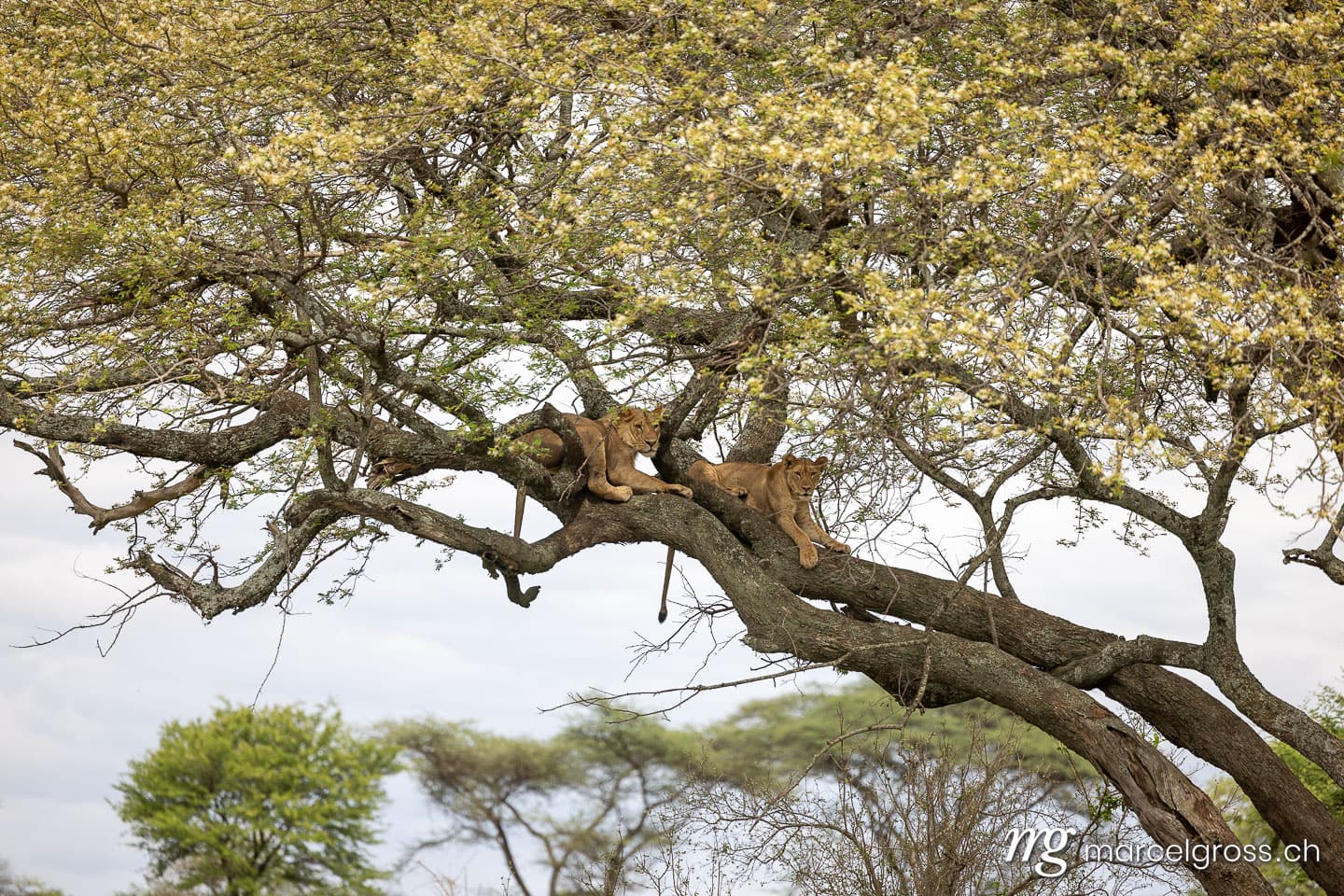 African lions resting in acacia tree, Serengeti National Park, Tanzania, Eastern Africa.  (c) Marcel Gross Photography
