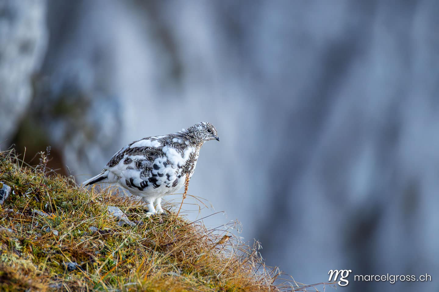Rock ptarmigan (Lagopus muta) in autumn on an alpine slope, Bernese Alps, Switzerland. (c) Marcel Gross Photography
