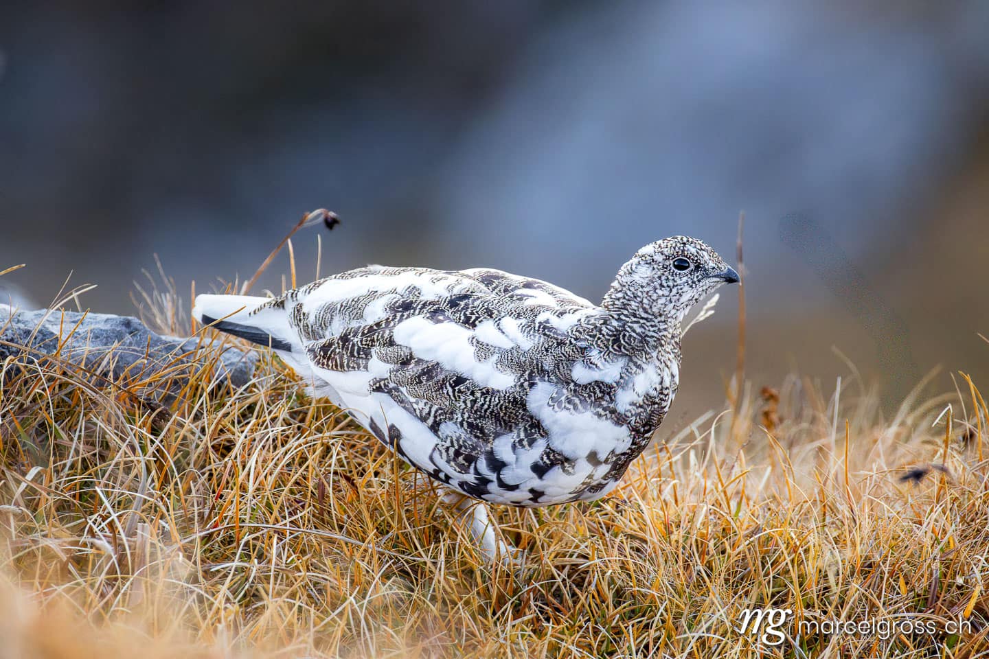 Rock ptarmigan (Lagopus muta) in mottled autumn plumage in the grass of the Bernese Alps – Rock ptarmigan photos by Marcel Gross