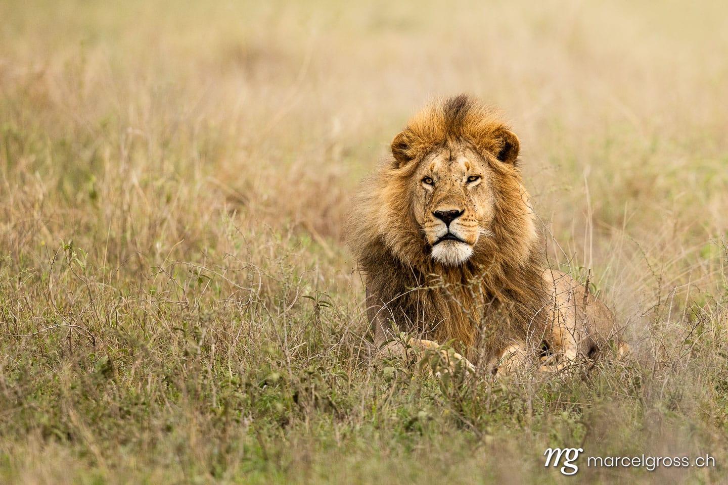 Male Lion Resting in Serengeti Grasslands, Tanzania, Eastern Africa (Panthera leo).  (c) Marcel Gross Photography