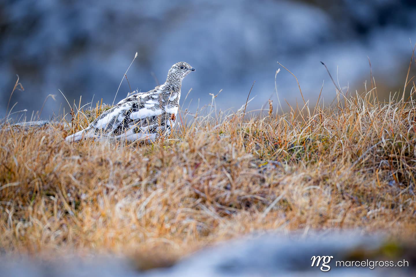 Rock ptarmigan (Lagopus muta) in autumn grass, Bernese Alps, Bernese Oberland, Switzerland. (c) Marcel Gross Photography