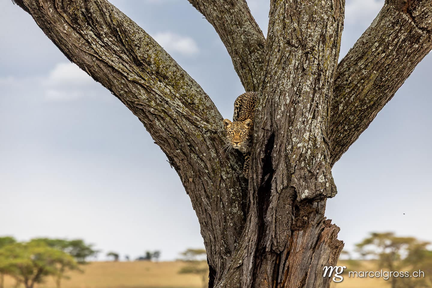 Leopard in Acacia Tree, Serengeti National Park, Tanzania, Eastern Africa.  (c) Marcel Gross Photography