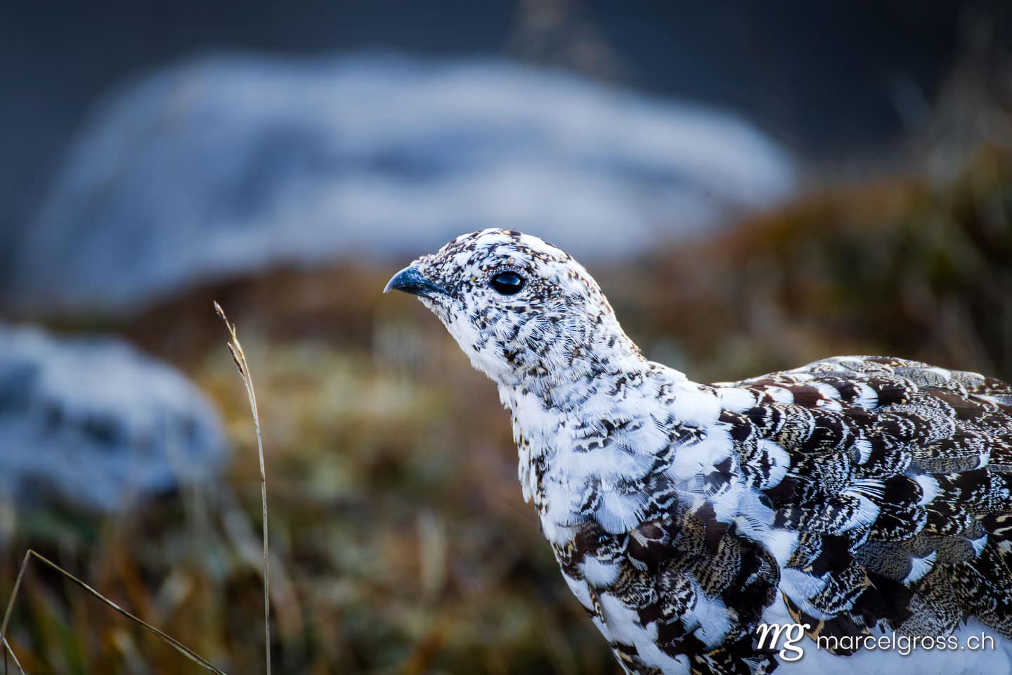 Rock ptarmigan (Lagopus muta) in autumn, Seehorn, Bernese Alps, Switzerland. (c) Marcel Gross Photography
