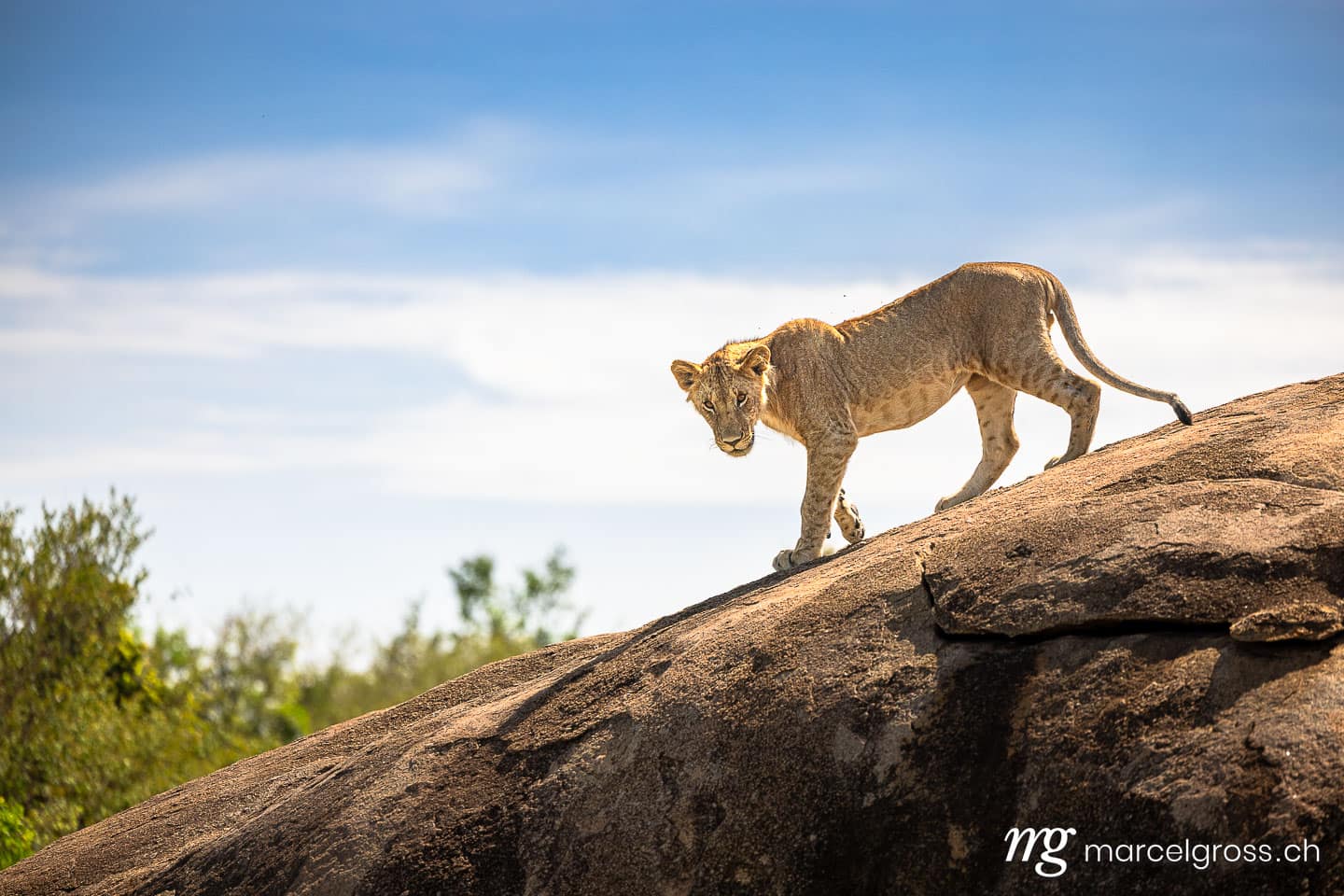 Young Lion on Granite Rock, Serengeti National Park, Northern Tanzania.  (c) Marcel Gross Photography
