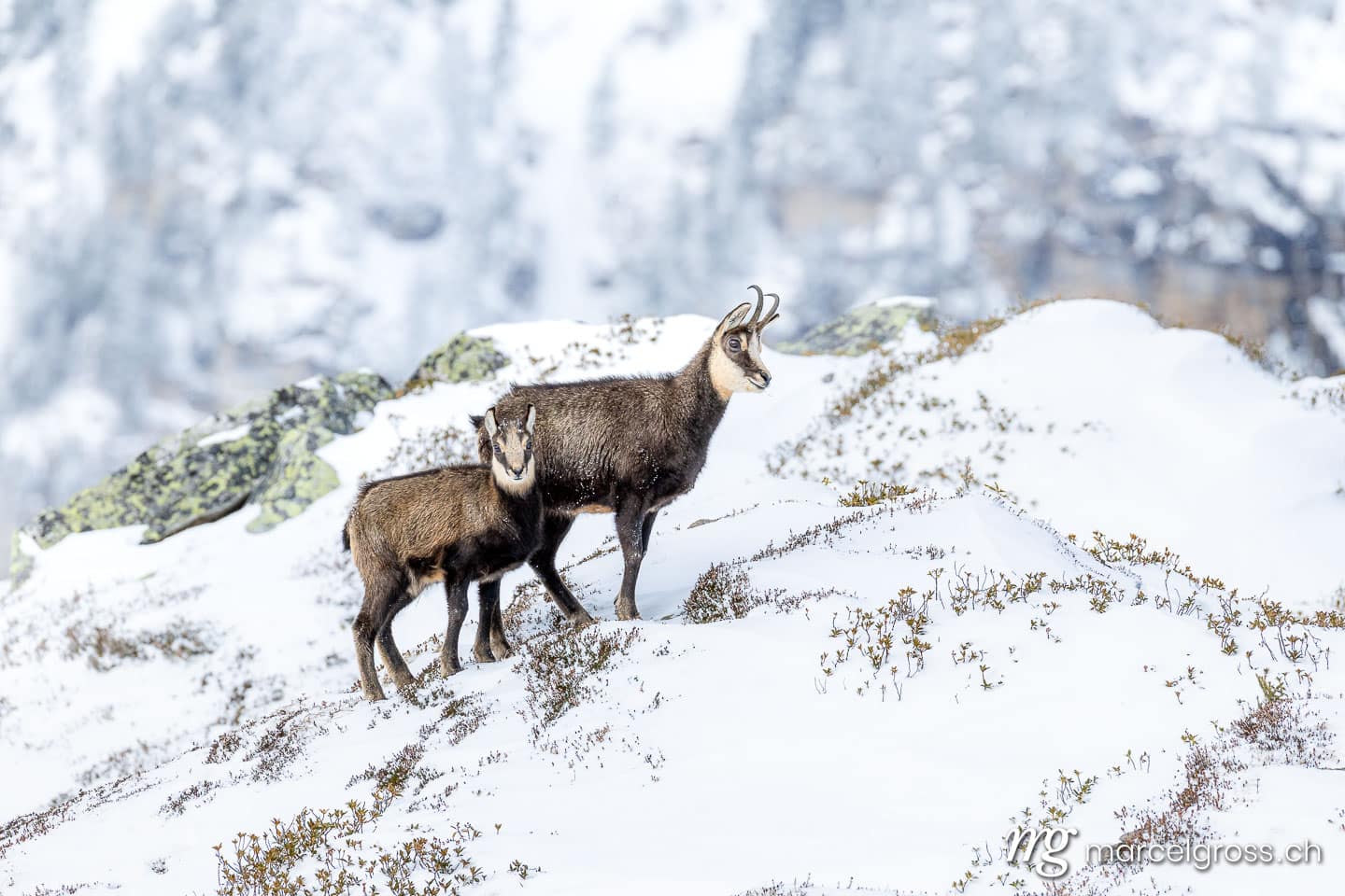 Chamois (Rupicapra rupicapra) with young in the snow in the Swiss Alps – Chamois photos by Marcel Gross