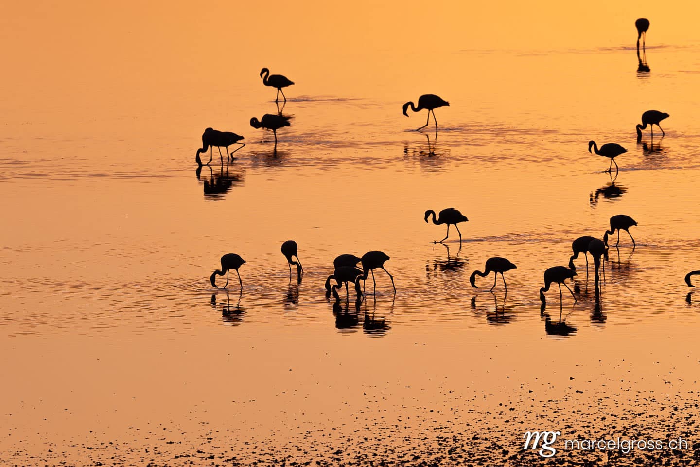 Lesser flamingos at sunrise on Lake Natron, Tanzania, Eastern Africa.  (c) Marcel Gross Photography