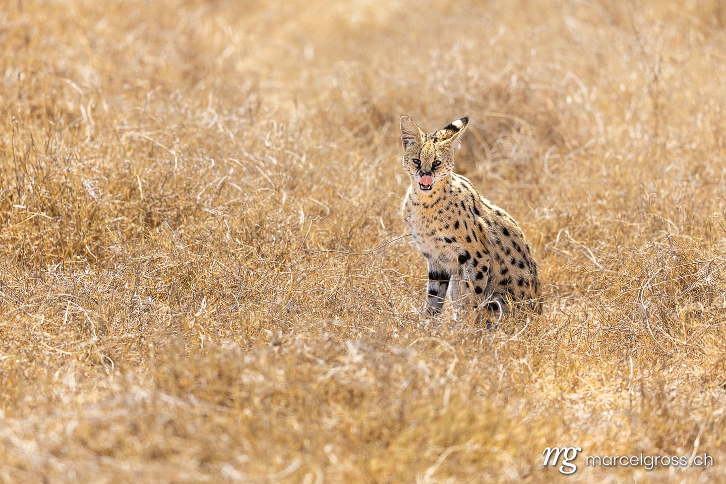 Serval (Leptailurus serval) in dry savanna grass, Ngorongoro, Tanzania, Eastern Africa.  (c) Marcel Gross Photography