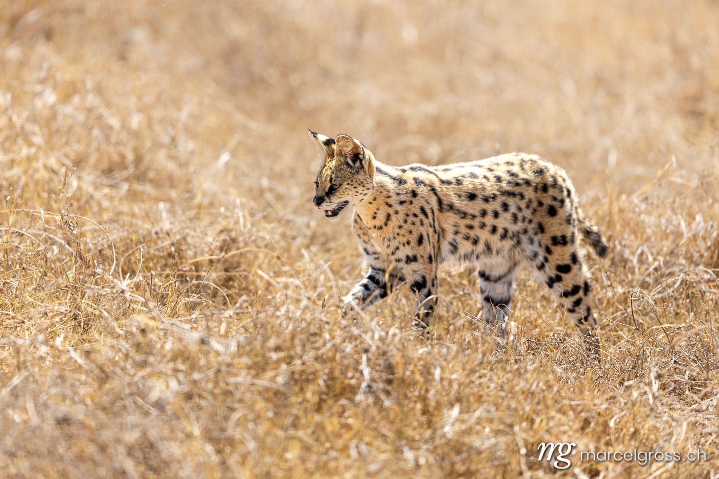 Serval (Leptailurus serval) in dry savanna grass, Ngorongoro Conservation Area, Tanzania, Eastern Africa.  (c) Marcel Gross Photography
