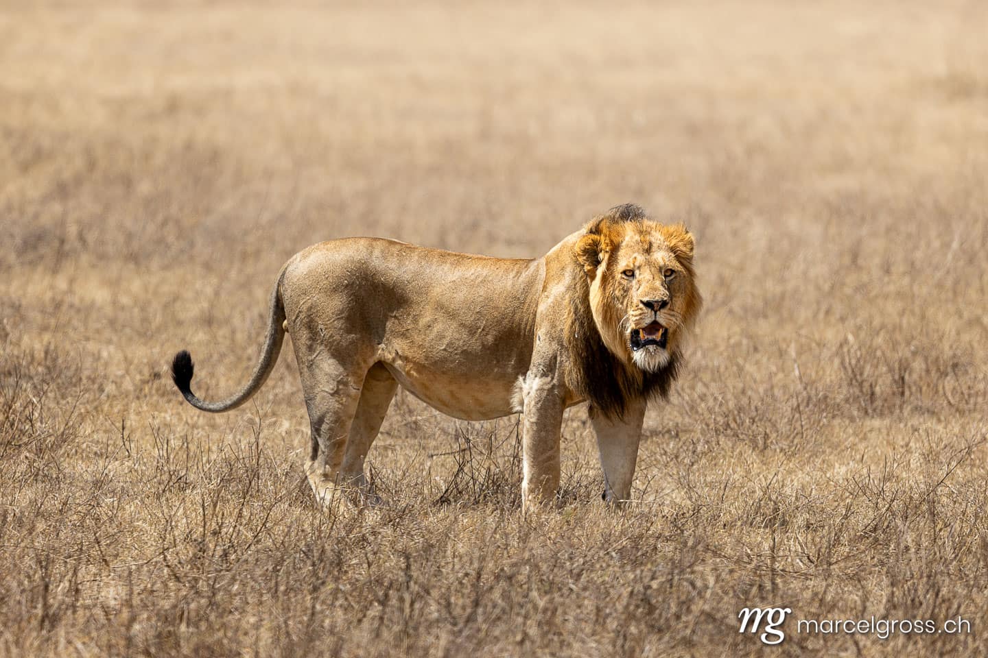 Male Lion in Ngorongoro Conservation Area, Tanzania, Eastern Africa (Panthera leo).  (c) Marcel Gross Photography