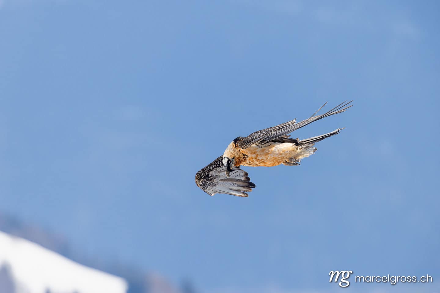 Bearded vulture (Gypaetus barbatus) soaring over Valais, Switzerland in winter. (c) Marcel Gross Photography