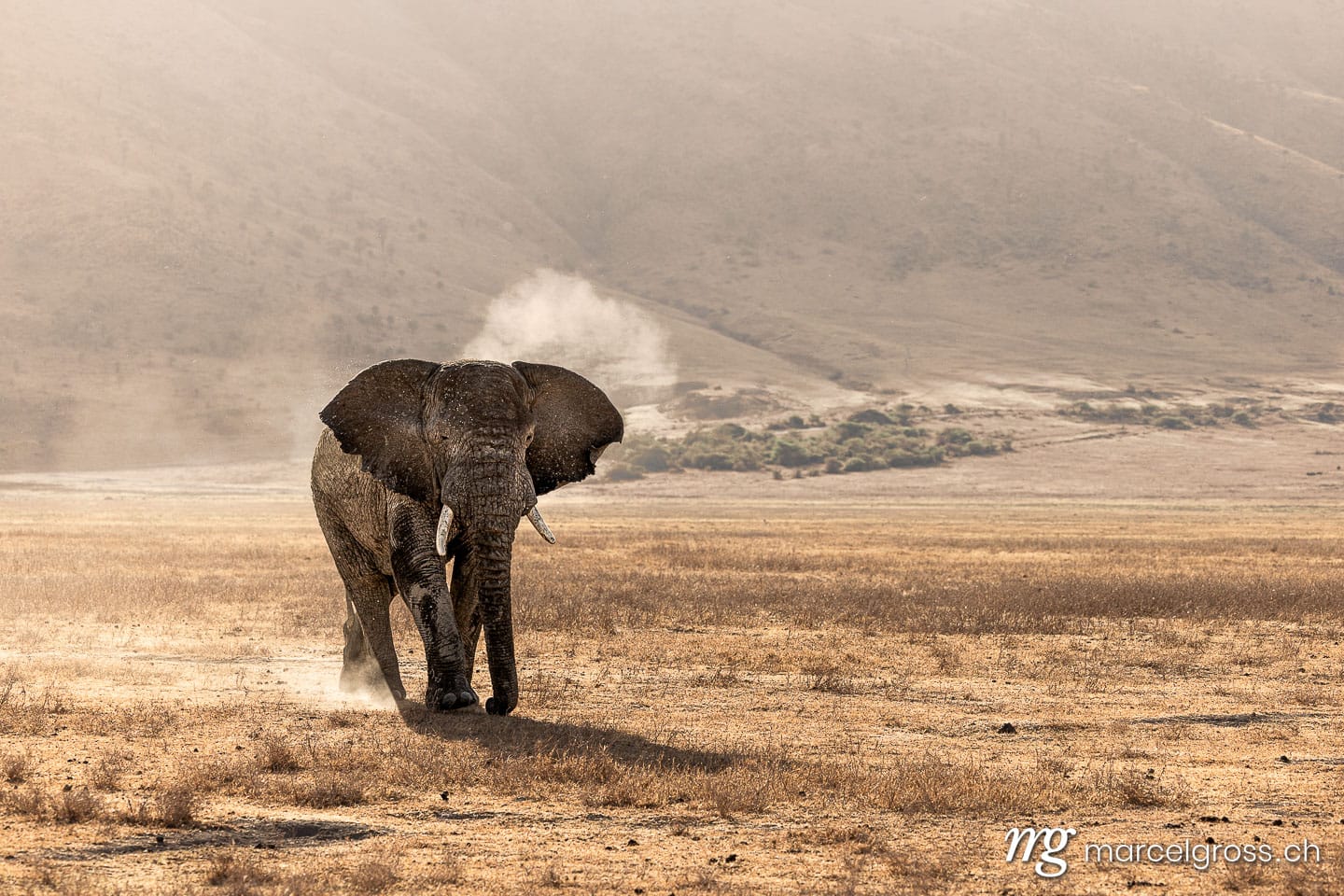 African Elephant in Dusty Ngorongoro Crater, Tanzania (Loxodonta africana).  (c) Marcel Gross Photography