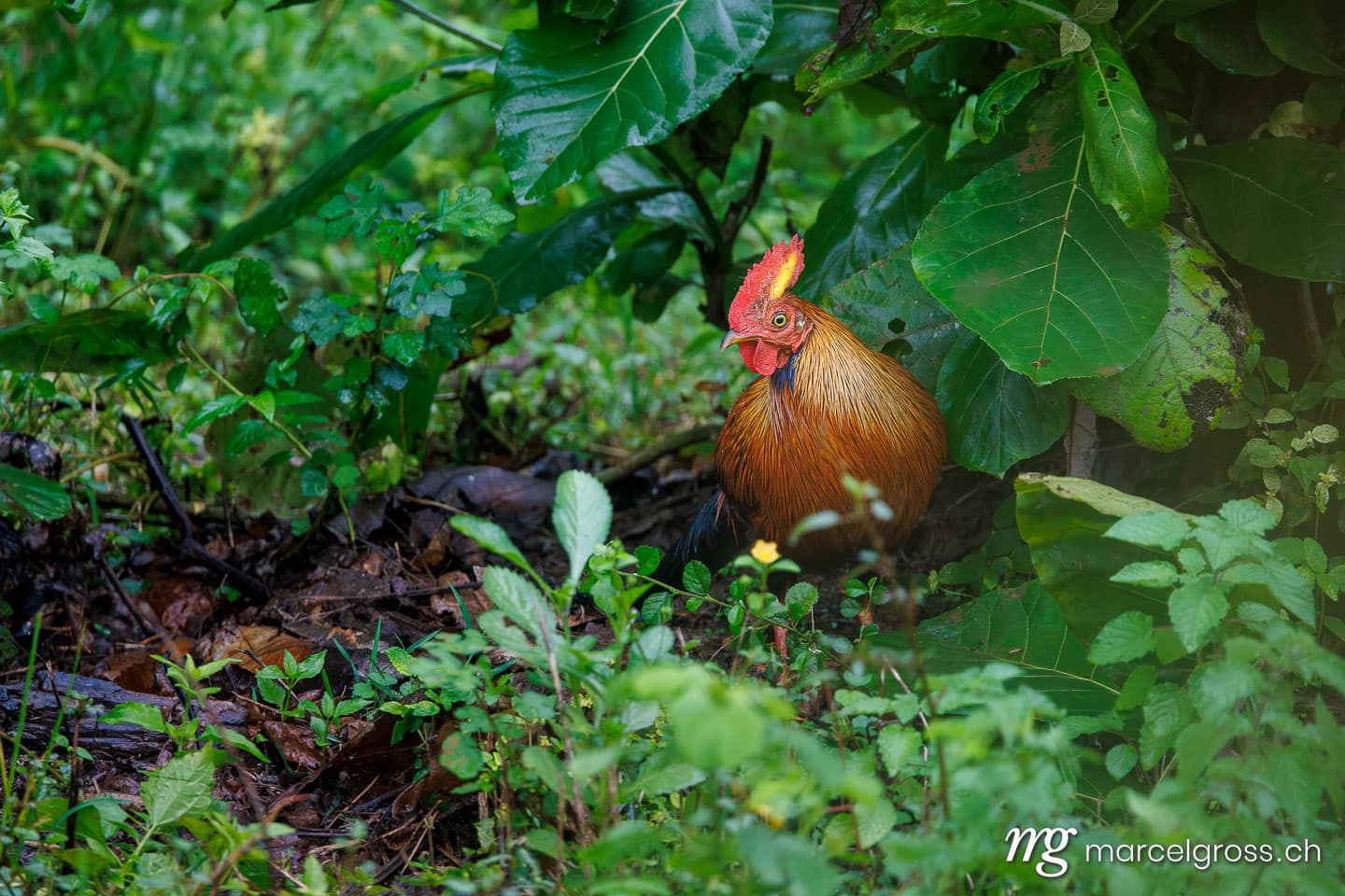 Sri Lankan junglefowl (Gallus lafayettii) in Udawalawe National Park, Sri Lanka. sri lanka bilder (c) Marcel Gross Photography