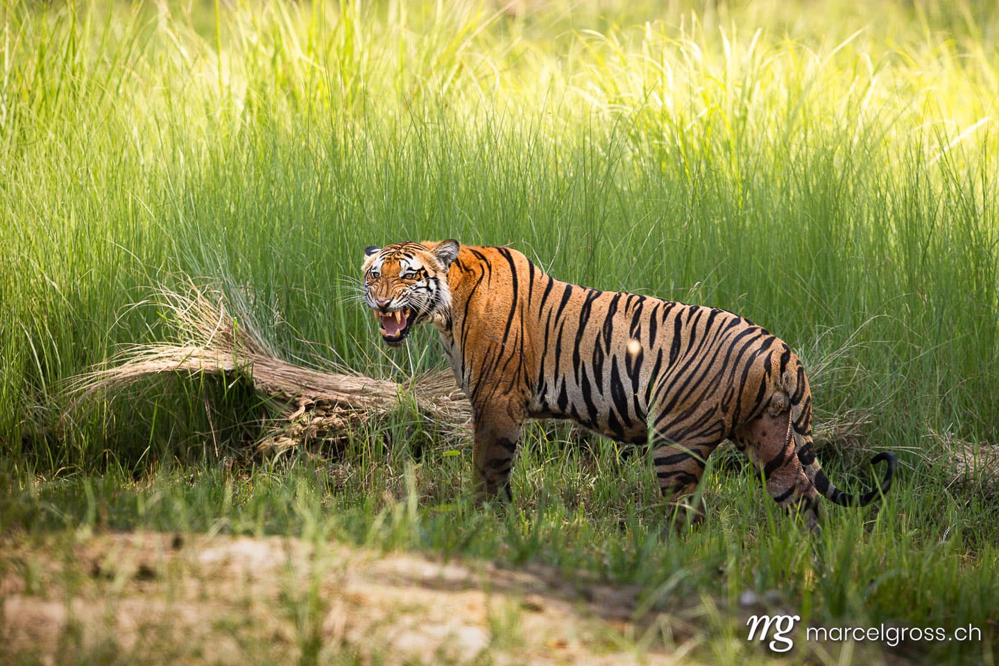 Bengal Tiger (Panthera tigris tigris) Snarling in Tall Grass, Dudhwa National Park, North India. (c) Marcel Gross Photography