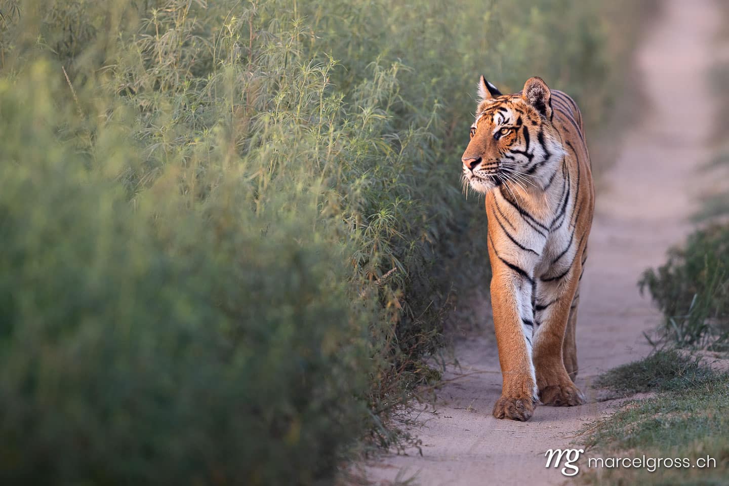 Bengal Tiger (Panthera tigris tigris) walking along path in Corbett National Park, North India. (c) Marcel Gross Photography