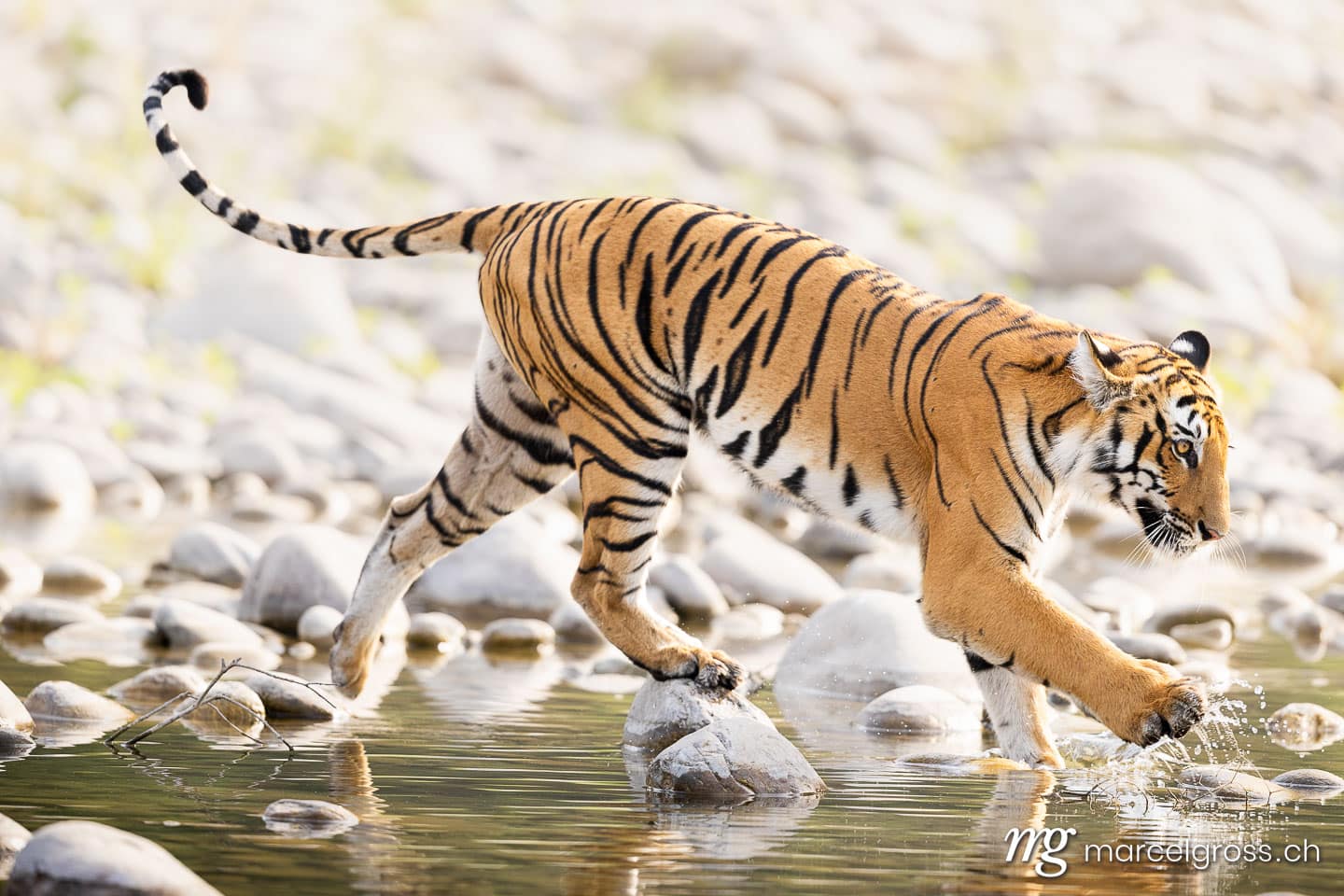 Bengal Tiger (Panthera tigris tigris) crossing rocky riverbed in Corbett National Park, North India. (c) Marcel Gross Photography