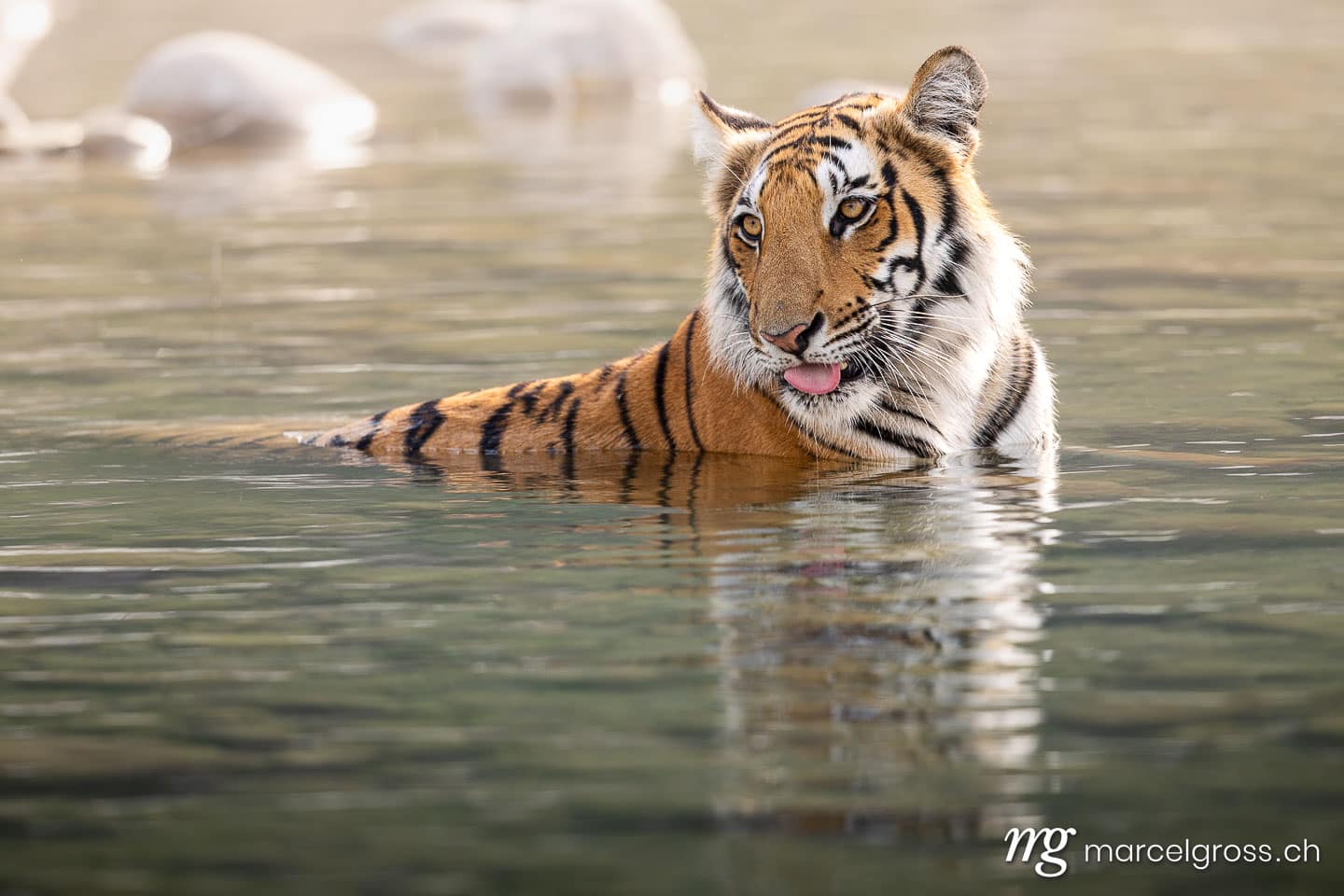 Bengal Tiger (Panthera tigris tigris) Cooling Off in River, Jim Corbett National Park, North India. (c) Marcel Gross Photography