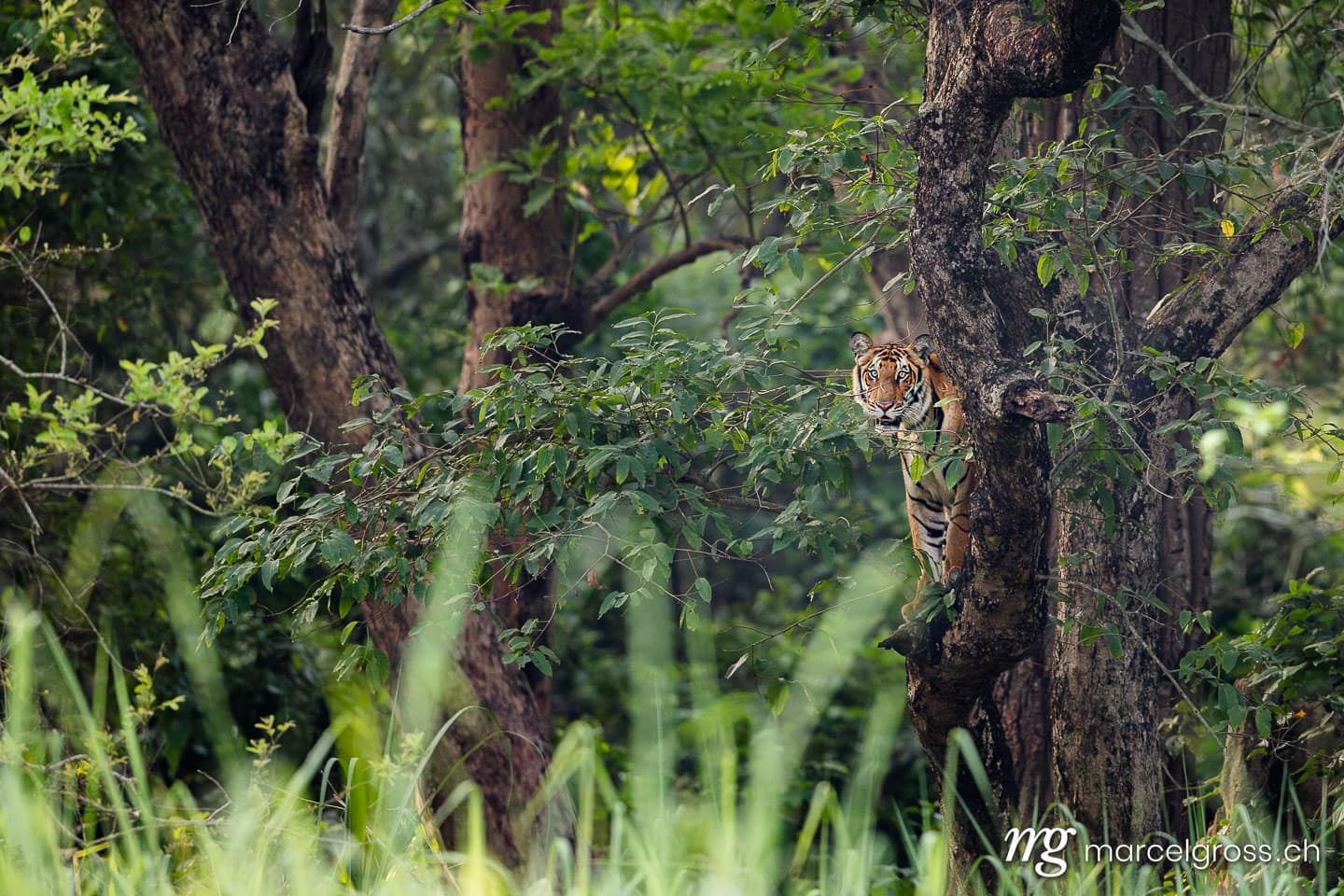 Bengal Tiger (Panthera tigris tigris) Camouflaged in Forest, Dudhwa National Park, North India. (c) Marcel Gross Photography