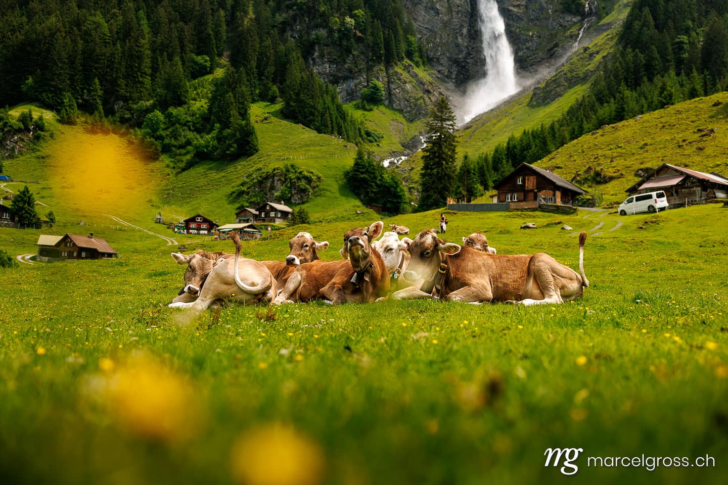 Herd of lying cows on an alpine meadow in Switzerland. (c) Marcel Gross Photography